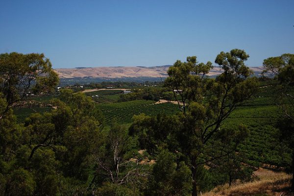 "Vinyards in the valley from d'Arenberg Winery" by Alpha, shown under a Creative Commons Attribution 2.0.